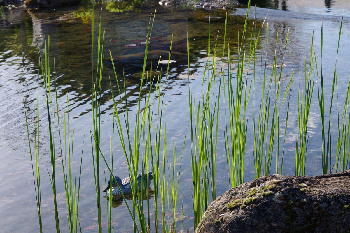Bassin à poisson – koï