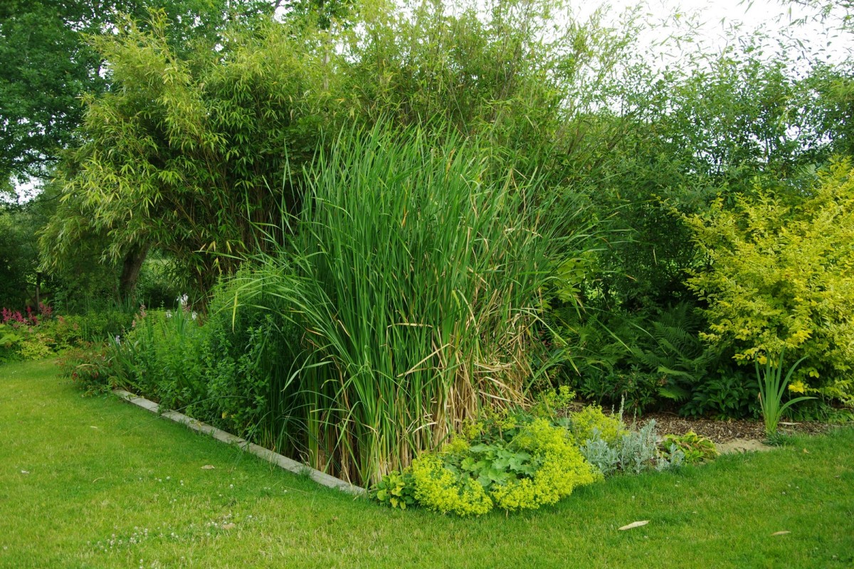 Assainissement naturel