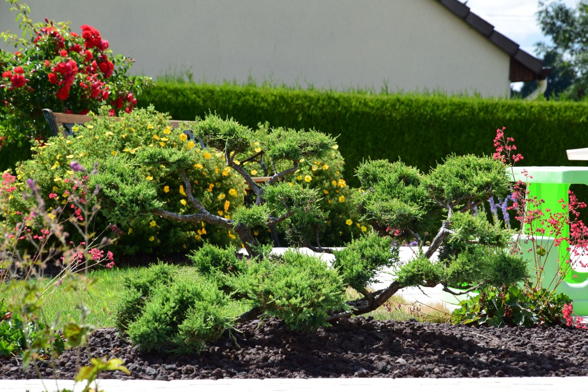 Plante pour le jardin