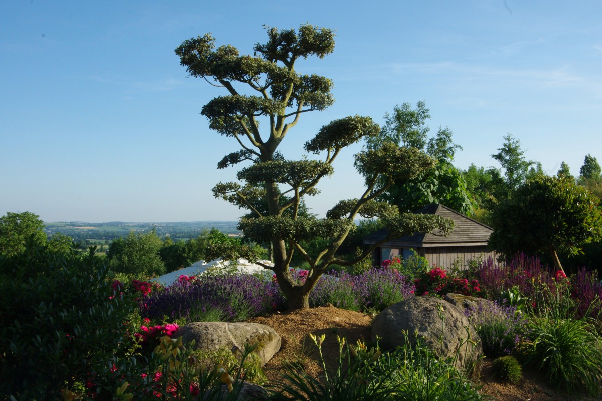 Plante pour le jardin