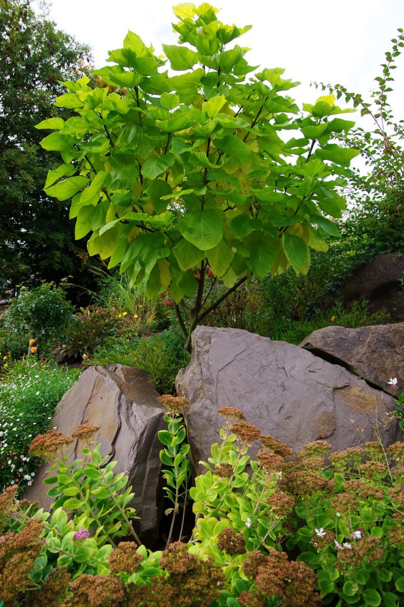 Rocaille de jardin