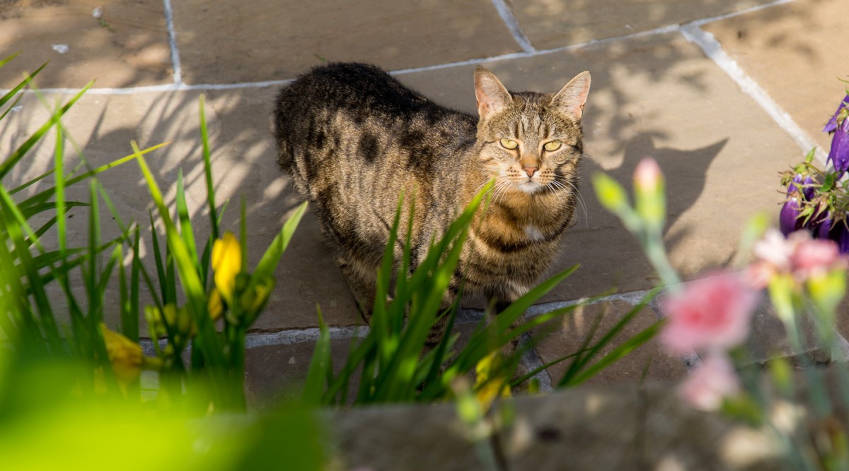 Aménagement de terrasse en pierre naturelle