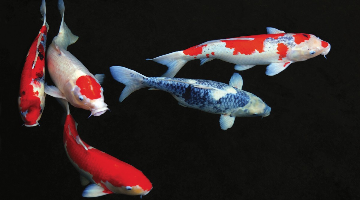 Bassin à poisson – koï