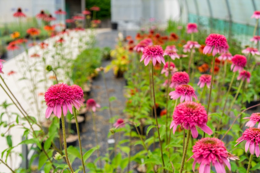 Pépinières conseil – Votre pépiniériste en Normandie