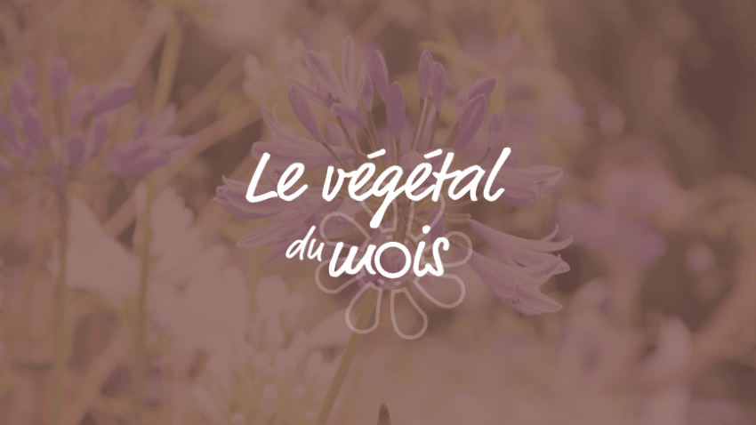 Livraison exceptionnelle