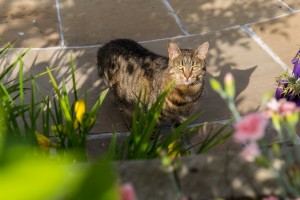 Un jardin champêtre au coeur du bocage Virois, Calvados, réalisation Paysages Conseil