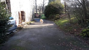 Un jardin champêtre au coeur du bocage Virois, Calvados, réalisation Paysages Conseil