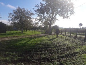 Un jardin de plaisir pour une utilisation de loisir, Calvados, réalisation Paysages Conseil