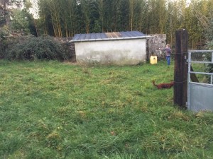 Un jardin naturellement simple, Orne, réalisation Paysages Conseil