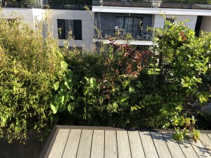 Une terrasse Caennaise pas comme les autres, Calvados, réalisation Paysages Conseil