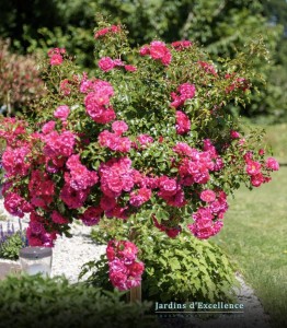 Une terrasse unique, Calvados, réalisation Paysages Conseil