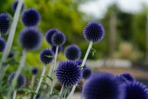 Comment créer de la biodiversité au jardin ?, réalisation Paysages Conseil