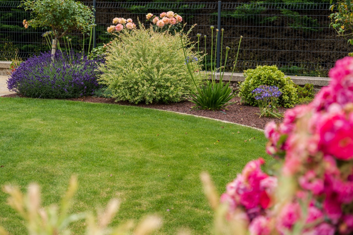 Plante pour le jardin