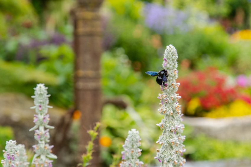 Comment créer de la biodiversité au jardin ?