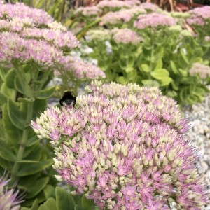 Comment créer de la biodiversité au jardin ?, réalisation Paysages Conseil