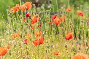 Comment créer de la biodiversité au jardin ?, réalisation Paysages Conseil