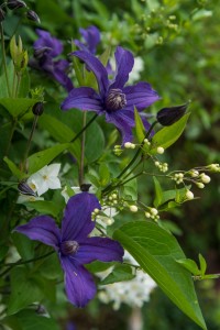 Comment créer de la biodiversité au jardin ?, réalisation Paysages Conseil