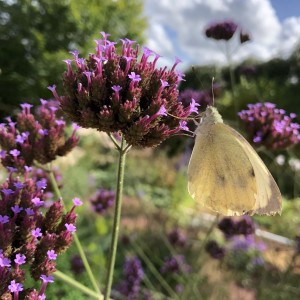 Comment créer de la biodiversité au jardin ?, réalisation Paysages Conseil