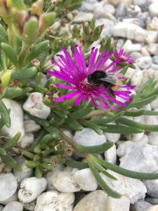 Comment créer de la biodiversité au jardin ?, réalisation Paysages Conseil