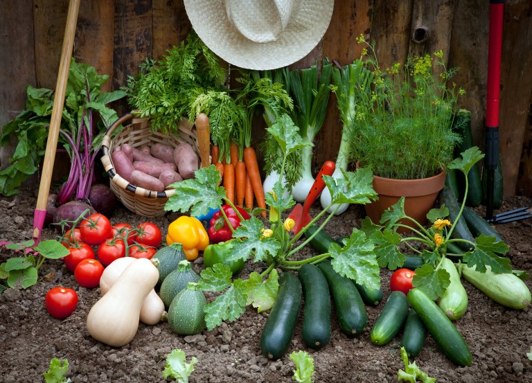 Le Kit potager, c&rsquo;est quoi ?