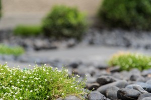 Un jardin de ville contemporain, Manche, réalisation Paysages Conseil