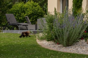 Intégration d&rsquo;un spa dans un jardin, Manche, réalisation Paysages Conseil