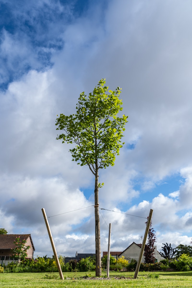 Plante pour le jardin