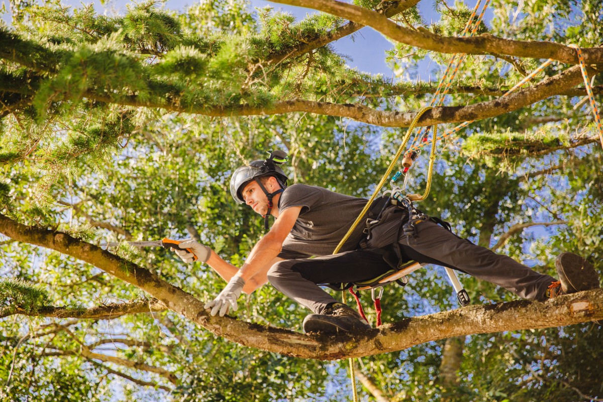 Élagage des arbres