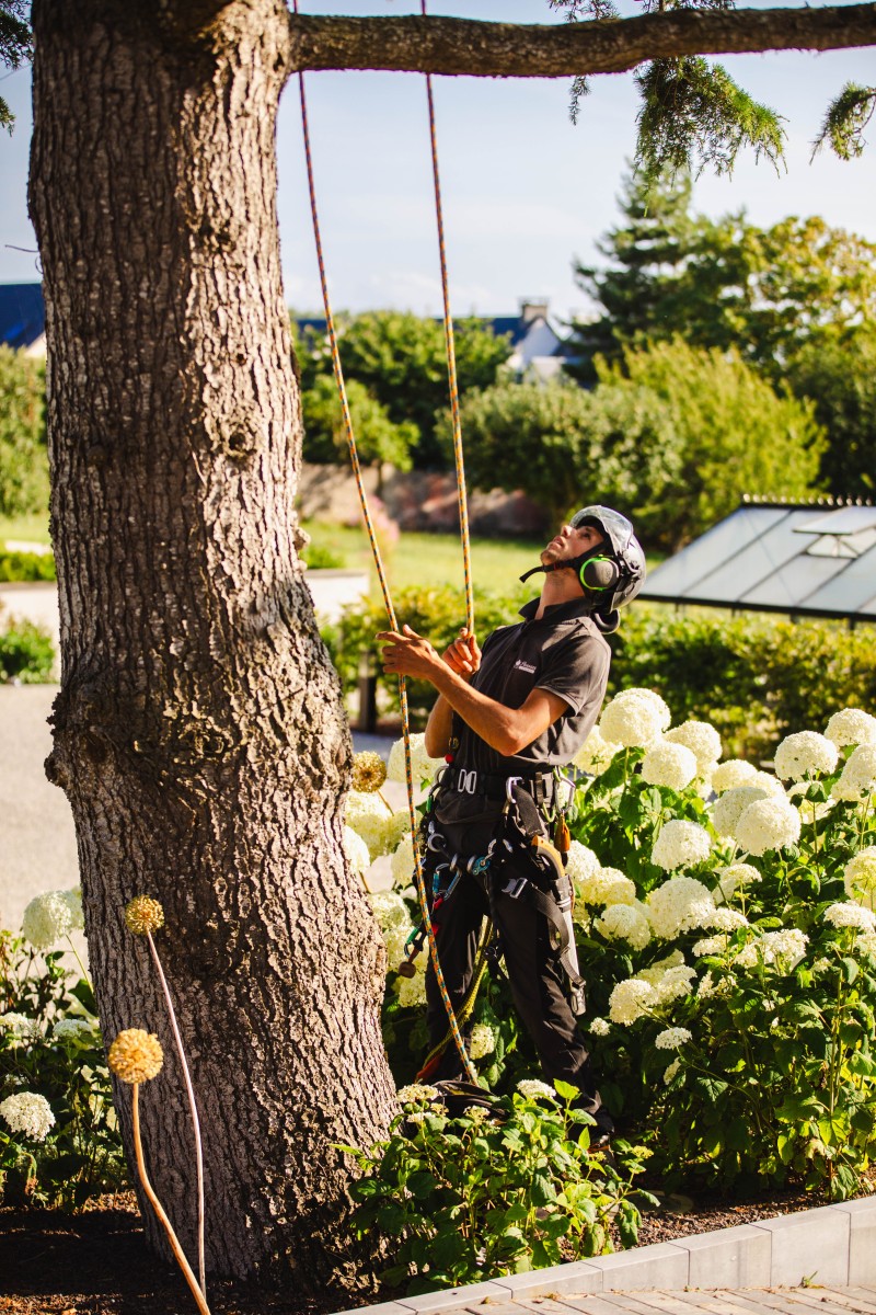 Élagage des arbres