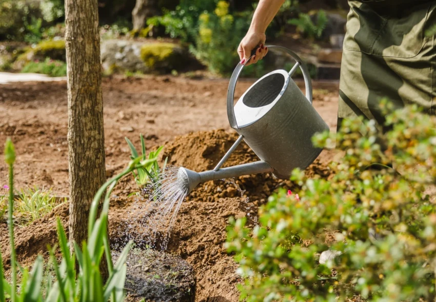 Coup de chaud sur vos jeunes plantations — ce qu&rsquo;il faut faire ce soir